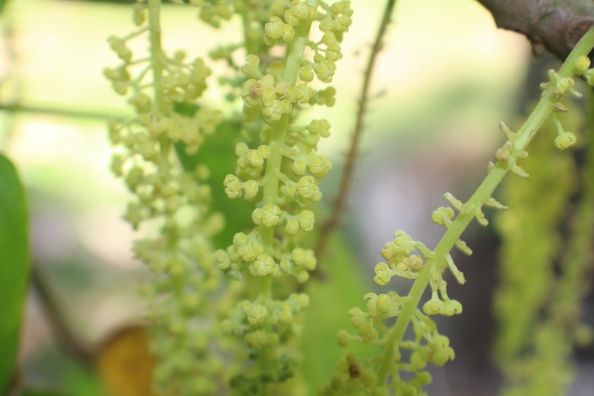 Baccaurea motleyana (Müll.Arg.) Müll.Arg.